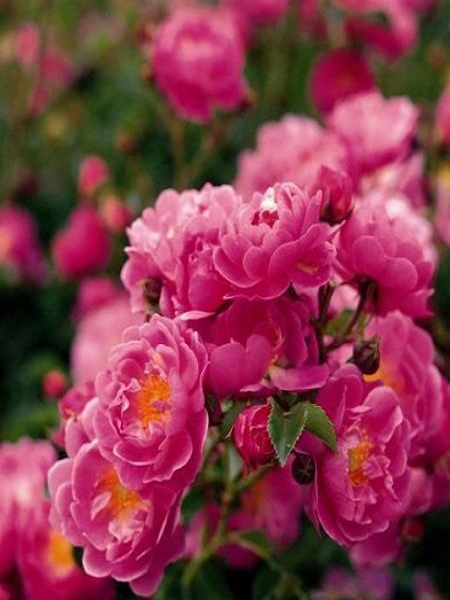 Sarmaşık Gül Fidanı Küçük Çiçekli Pembe Rosa rambling Minnehaha, +120 cm, Büyük Yaş Saksıda
