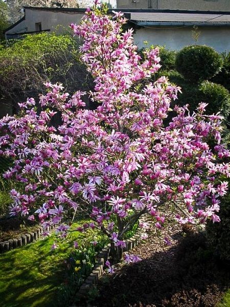 Açık Pembe Çiçekli Manolya Magnolia x soulangiana Betty, +100 cm, İTHAL, Saksıda