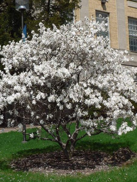 Manolya Yaprak Döken Beyaz Magnolia stellata Royal Star, Saksıda