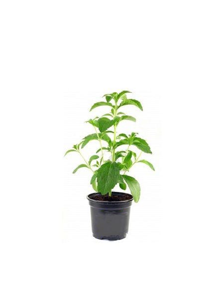 Stevia rebaudiana Şeker Otu Bitkisi 10-15 cm, Saksıda