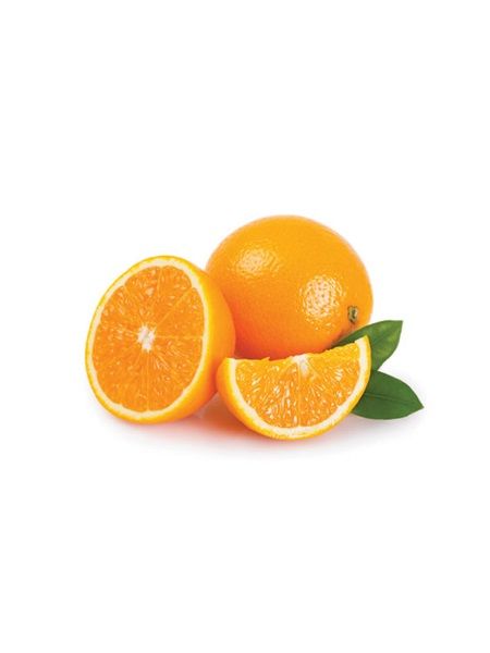 Portakal Fidanı WASHİNGTON Citrus sinensis Washington, +4 Yaş, Saksıda