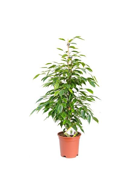 Alaca Kenarlı Benjamin Çiçeği Ficus benjamina Anastasia, 60-80 cm, Saksıda