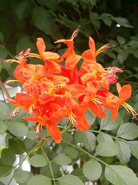 Turuncu Tekomarya Çiçeği Tecomaria capensis Orange, 60-80 cm, Saksıda