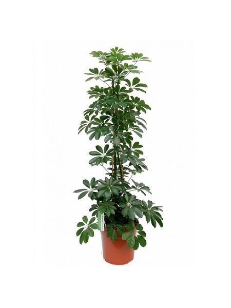 Yeşil Şeflera Schefflera arboricola Nora, 100 cm, Saksıda
