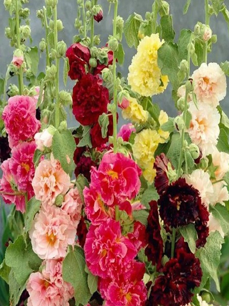 Katmerli Gül Hatmi Çiçeği Karışık Renk Çiçek Tohumu +-40 Adet