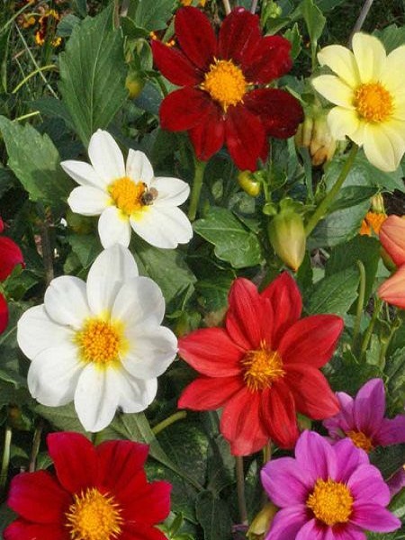Bodur Mignon Dahlia Çiçeği Karışık Renk Çiçek Tohumu +-80 Adet