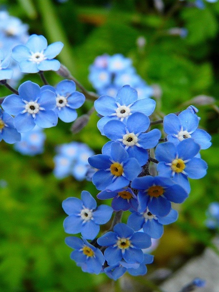 Mavi Unutma Beni Çiçeği Çiçek Tohumu +-100 Adet