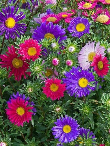 Papatya Çiçekli Aster Çiçeği Karışık Renk Çiçek Tohumu +-360 Adet