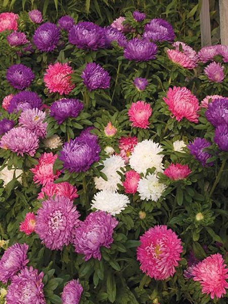 Ponpon Aster Papatya Çiçeği Karışık Renk Çiçek Tohumu +-360 Adet
