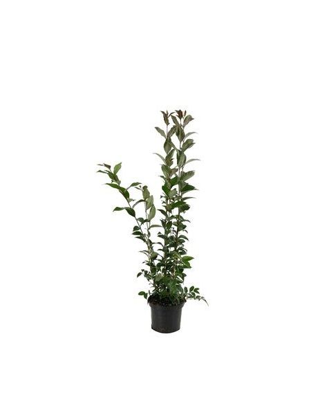 Kurtbağrı Fidanı Ligustrum japonicum, 60 - 80 cm, Saksıda, 100 Adet
