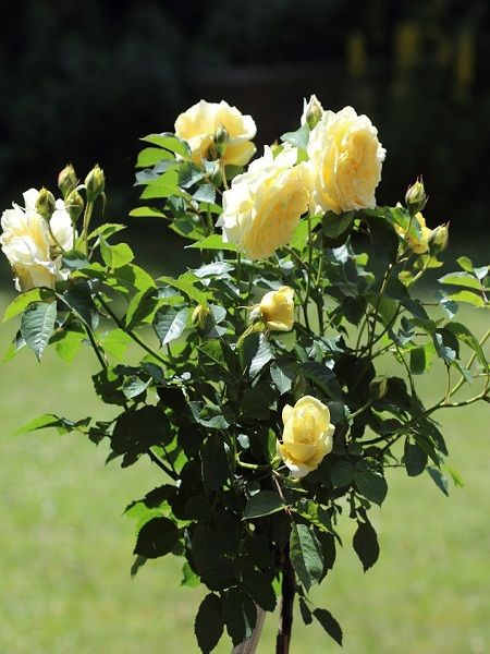 Sarı Baston Gül Fidanı Rosa ad alberello Yellow, +120 cm, Saksıda