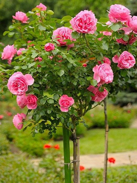 Baston Gül Fidanı Pembe Rosa ad alberello Pink, +120 cm, Saksıda