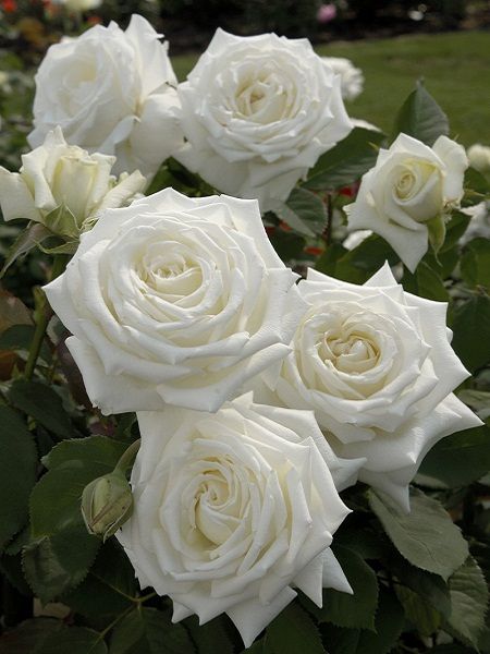 Baston Gül Fidanı Beyaz Rosa ad alberello White, + 80 cm, Saksıda