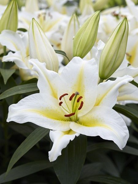 Zambak Beyaz Renk Çiçek Soğanı Paketli, 2 Adetli