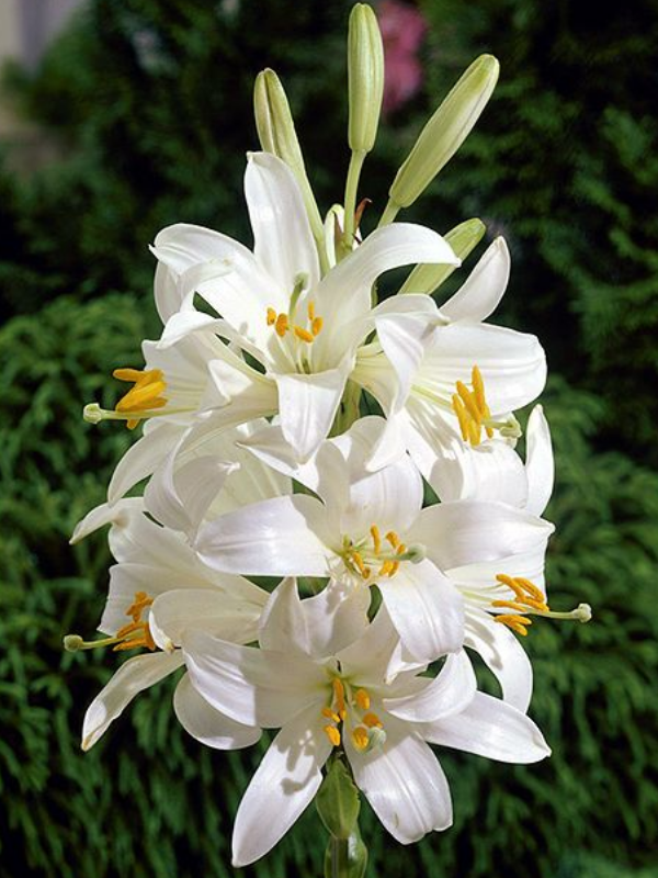 Zambak Beyaz Renk Çiçek Soğanı Paketli, 3 Adetli