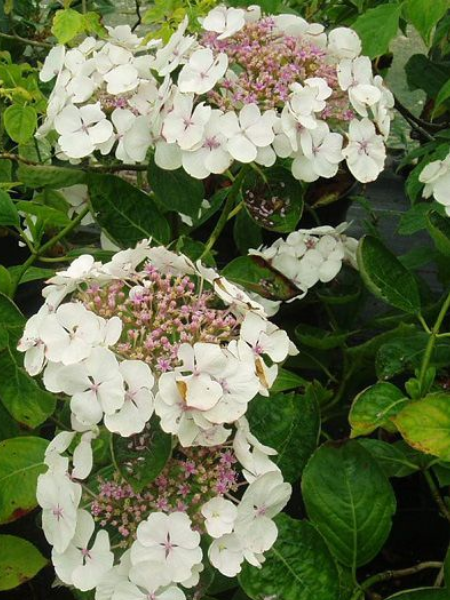 HYDRANGEA macrophylla Lanarth White, Tüplü