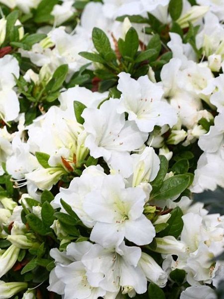 Açelya Bitkisi Beyaz İri Çiçekli Azalea japonica DOROTHY HAYDEN, İTHAL, Saksıda