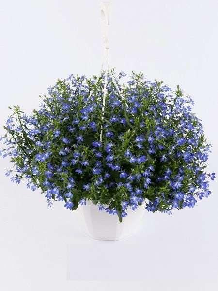 Lobelya Kardinal Mavi Renk Çiçek Tohumu +-150 Adet