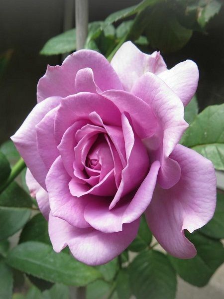 Baston Gül Fidanı Lila Rosa ad alberello Lilac, +120 cm, Saksıda