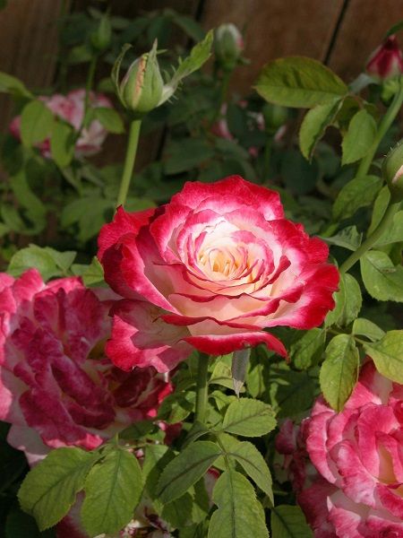 Sarmaşık Gül Fidanı Rosa rampicanti Cherry Parfait, +120 cm, Büyük Yaş, Saksıda