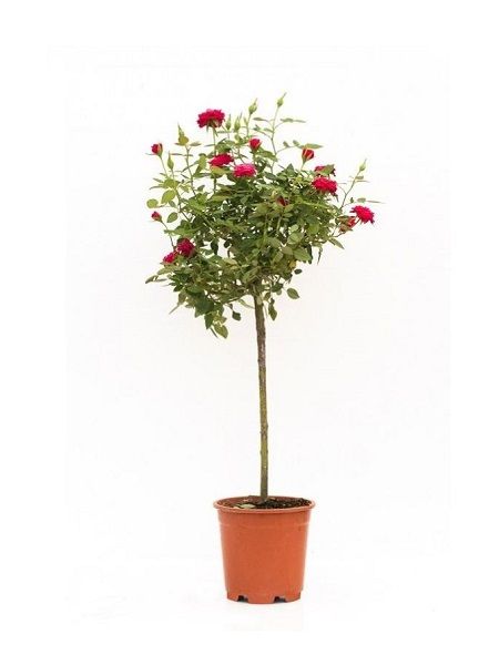 Baston Gül Fidanı Promosyon Rosa alberello 120 cm, Saksıda