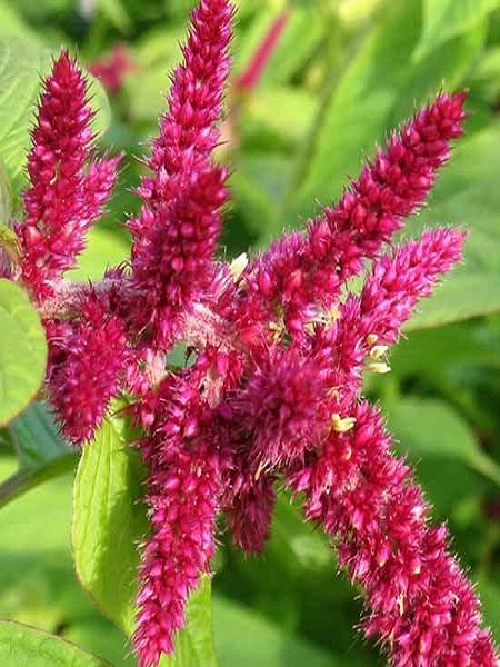 Horoz İbiği Çiçeği Celosia Argentea, Saksıda 1 ADET