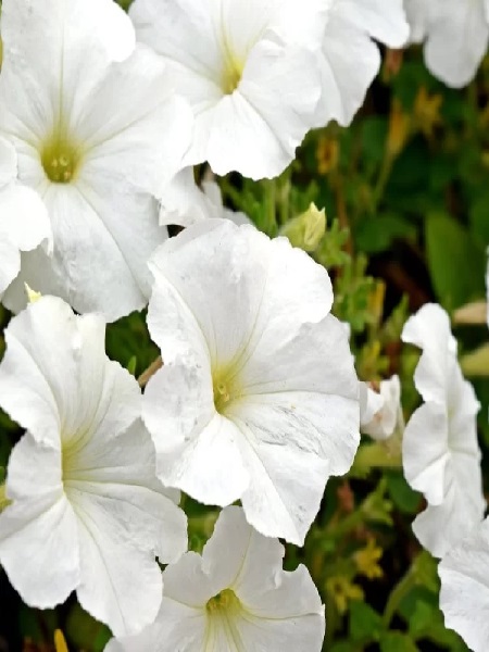 Petunya Çiçeği Beyaz Renk Çiçek Tohumu +-50 Adet