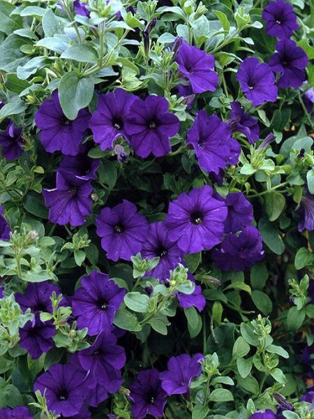 Eflatun Alderman Violet Bodur Petunya Çiçeği Tohumu +-800 Adet