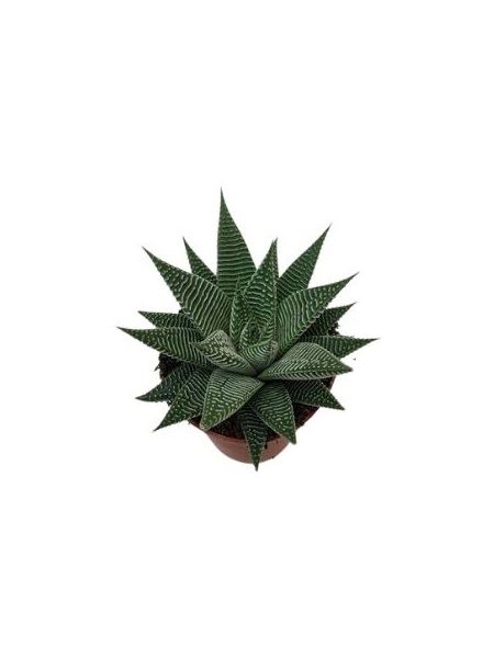 Minyatür Bahçe İçin Haworthia Limifolia