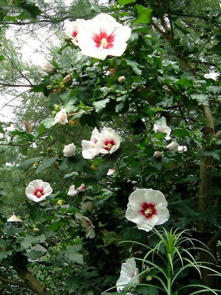 HIBISCUS syriacus 'W.R.Smith' GRP 30/40 6/8 BRANCHES