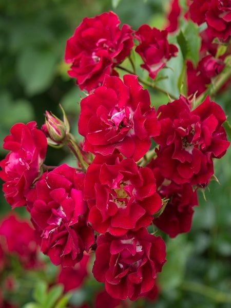 Sarmaşık Gül Fidanı Ponpon Kırmızı Rosa rambling Rosie, +120 cm, Büyük Yaş, Saksıda