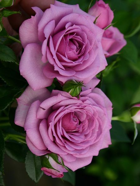 Gül Fidanı Lila Renk Rosa laxa Lilac, Saksıda