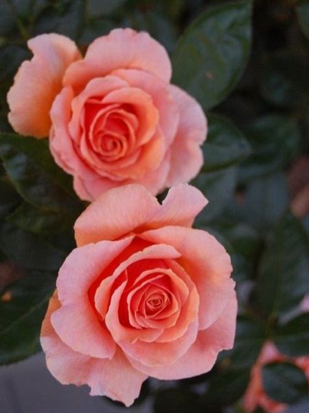 Gül Fidanı Turuncu Pembe Rosa laxa Nancy Reagan, 20-40 cm, Saksıda