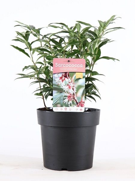Parfüm Kutusu Çiçeği Sarcococca hookeriana, 20-30 cm, Saksıda