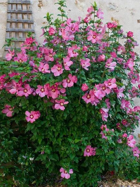 Ağaç Hatmi Pembe Çiçekli Hibiscus syriacus Aphrodite, 60-80 cm, Saksıda