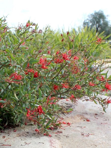 Bodur Gravilla Fidanı Grevillea cherry Cluster, 30-50 cm, Saksıda