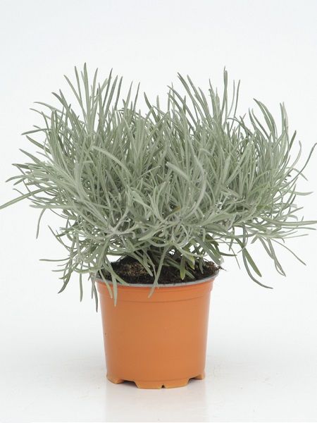 Altınotu Fidanı Helichrysum italicum, Saksıda