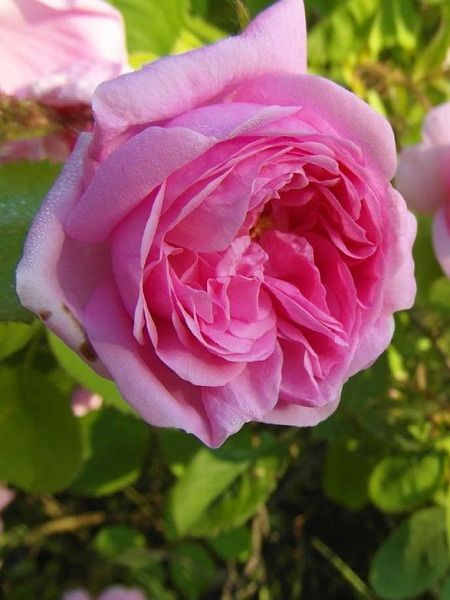 Okka Gülü (Isparta) Rosa x centifolia, 30-40 cm, Saksıda