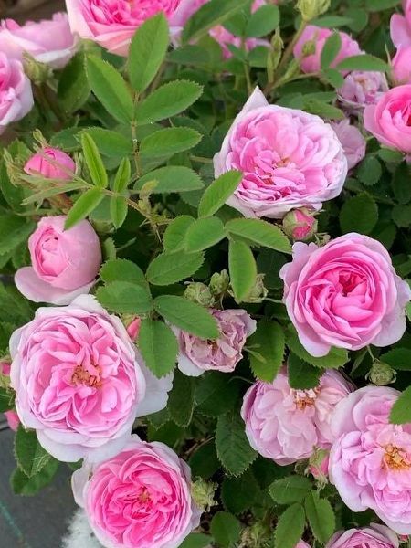 Okka Gülü (Isparta) Rosa x centifolia, 30-40 cm, Saksıda