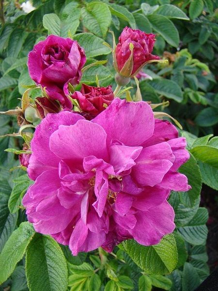 Kuşburnu Gülü, Yoğun Kokulu Rosa rugosa Roseraie, 20-30 cm, Saksıda