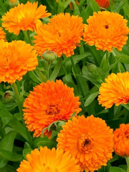 Katmerli Portakal Nergisi, Şamdan, Aynısafa Çiçeği Turuncu Renk Çiçek Tohumu +- 150 Adet