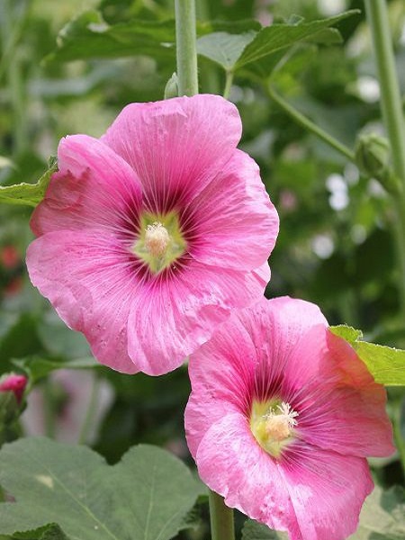 Gül Hatmi Çiçeği Pembe Renk Çiçek Tohumu +-50 Adet