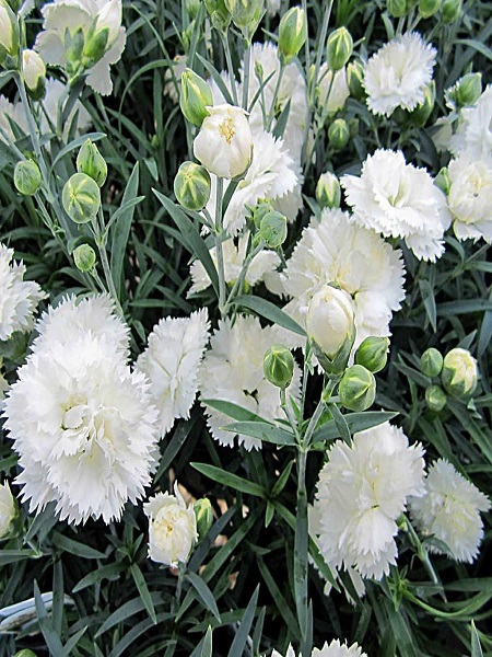 Karanfil Beyaz Renk Çiçek Tohumu +-25 Adet