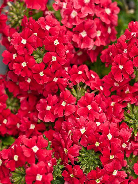 Mine Çiçeği Kırmızı Renk Çiçek Tohumu +- 40 Adet
