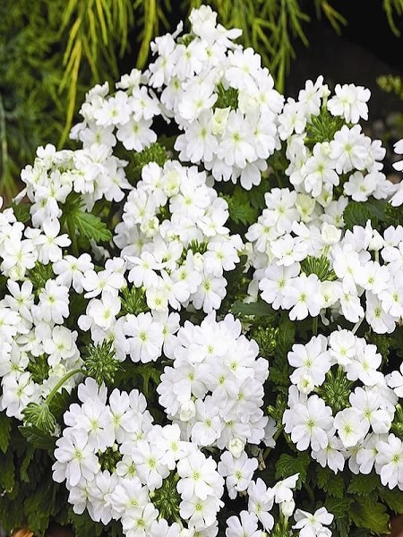 Mine Çiçeği Beyaz Renk Çiçek Tohumu +- 40 Adet