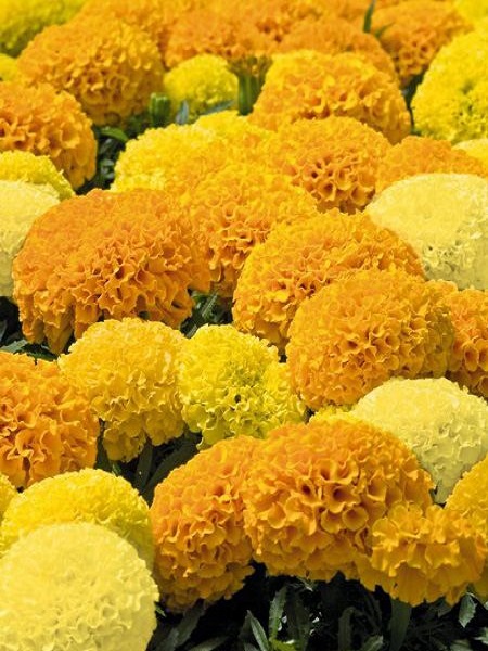 İri Top Kadife Çiçeği Karışık Renk Çiçek Tohumu +-50 Adet