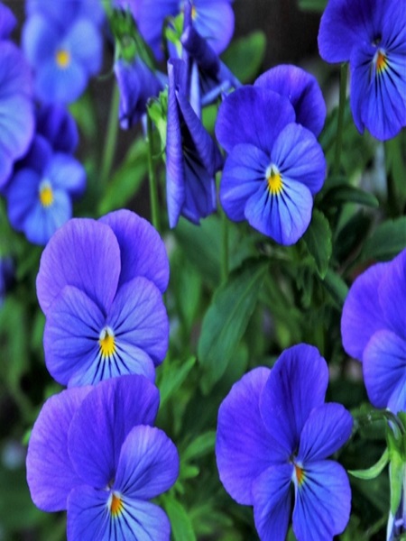 Hercai Menekşe Çiçeği Mavi  Renk Çiçek Tohumu +- 150 Adet