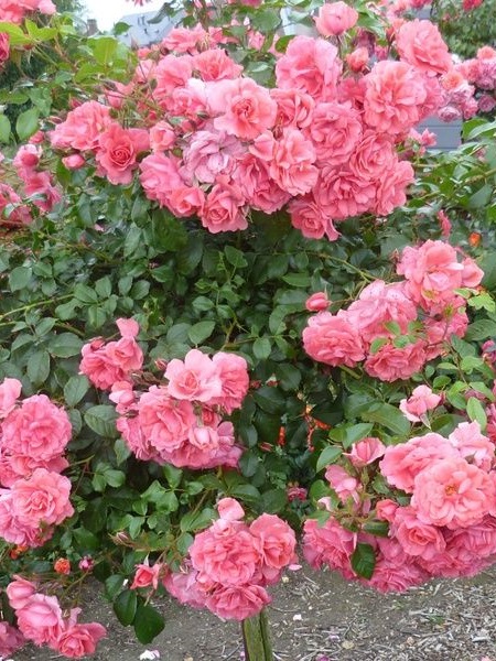 Gül Fidanı Pembe Peyzaj Gülü Rosa floribunda Bad Birnbach, İTHAL, 20-30 cm, Saksıda