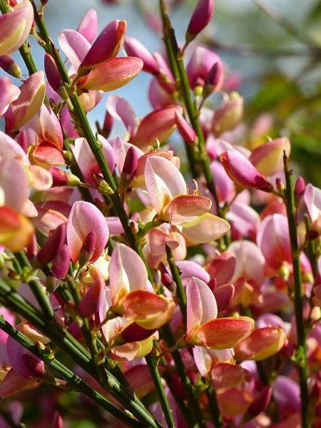 Açık Pembe Çiçekli Katır Tırnağı Cytisus praecox Zeelandia, İTHAL, Saksıda