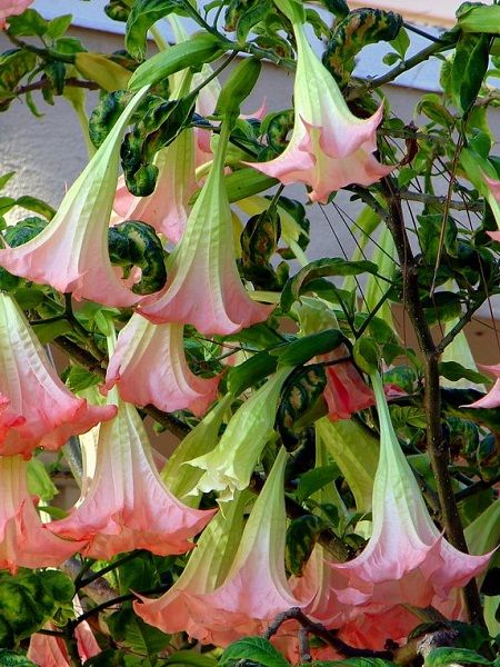 Pembe Melek Borusu Brugmansia sp. Angels Trumpet Pink, 80-100 cm, Saksıda